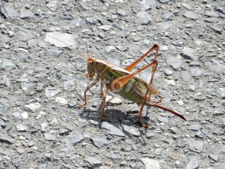 【昆虫写真】キリギリス♀ キリギリス,螽蟖,生き物の写真素材