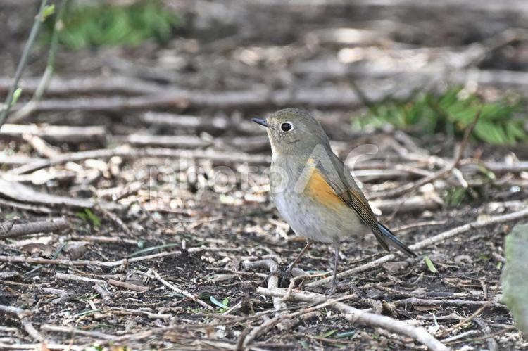 ルリビタキ ルリビタキ,成鳥,スズメ目の写真素材
