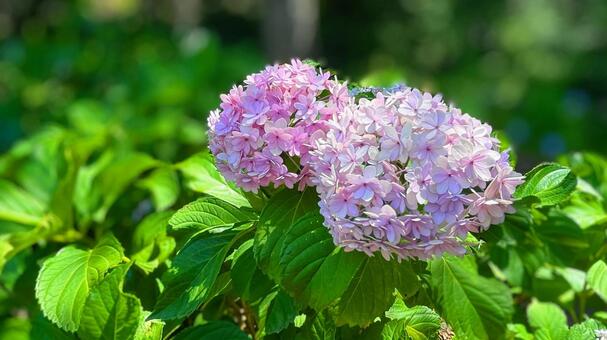 紫陽花 紫陽花,初夏,梅雨の写真素材