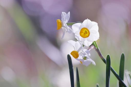 春の庭に咲く白い水仙の花 春の庭に咲く白い水仙の花 スイセン,花,水仙の写真素材