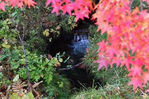 綺麗な清流と紅葉 紅葉,もみじ,清流の写真素材