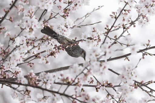 桜とヒヨドリ 桜とヒヨドリの写真