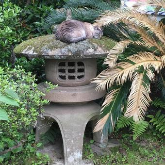 お気に入りの場所 お気に入りの場所 猫,ペット,癒しの写真素材