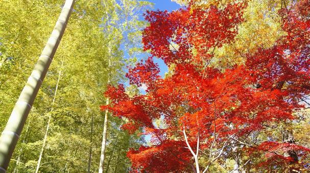 紅葉-1368 紅葉,モミジ,赤の写真素材