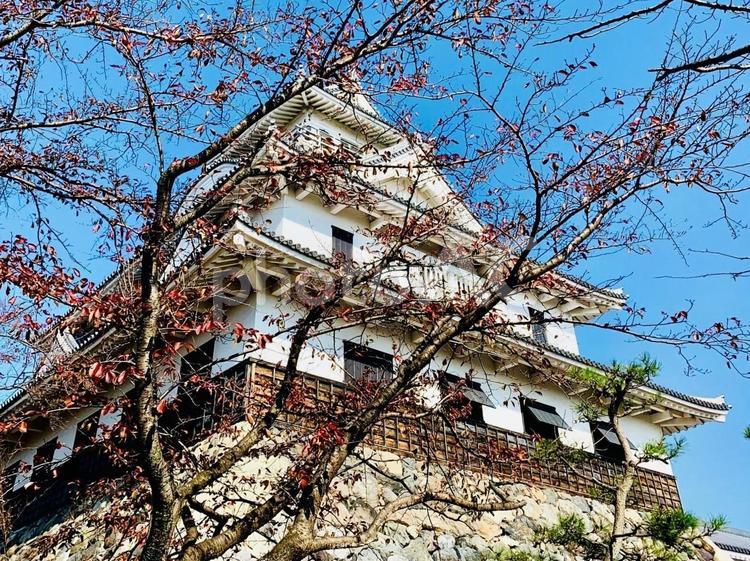 木陰から覗く長浜城 長浜城,城,滋賀の写真素材