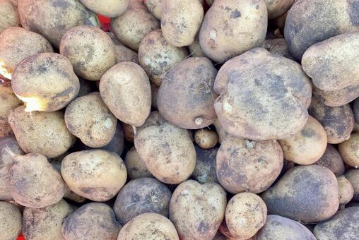 不揃いの採れたての男爵いも 男爵いも,ジャガイモ,土豆の写真素材