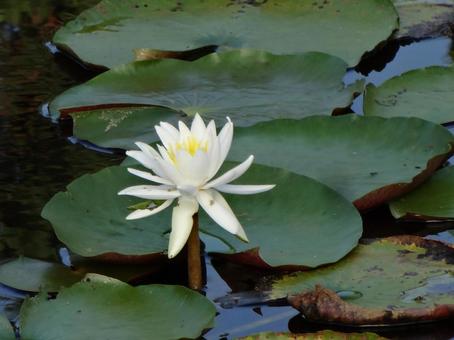 Water Lily, JPG Water Lily, JPG