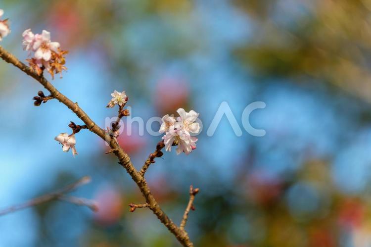 冬桜の咲く枝 冬桜,桜,花の写真素材