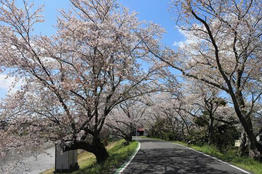 桜並木 桜並木の写真