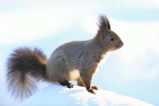 エゾリスの写真