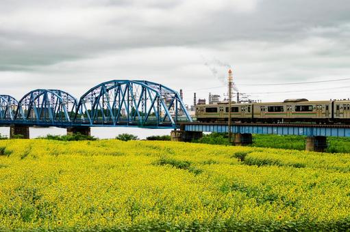ヒマワリと電車⑸ ヒマワリと電車⑸の写真