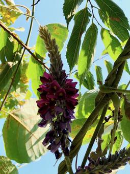 クズの開花の写真