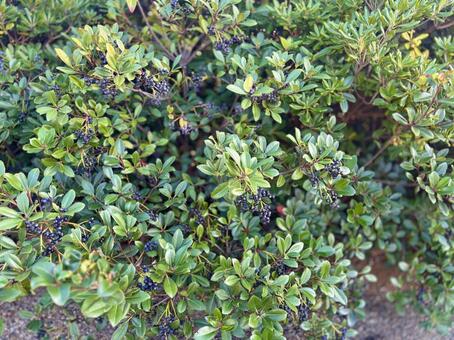 シャリンバイ2 花,テクスチャ,背景の写真素材