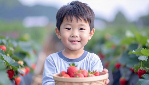 いちご狩り 苺畑でイチゴを摘む男の子 いちご狩り 苺畑でイチゴを摘む男の子 の写真