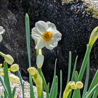 スイセンの花 スイセンの花 スイセン,花,白の写真素材