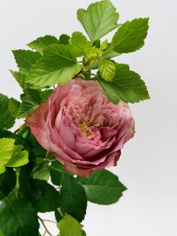 ピンクのバラと葉物 ピンクのバラと葉物の写真