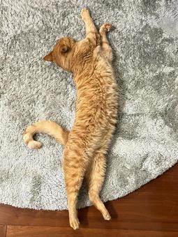 伸びをする茶トラ猫 伸びをする茶トラ猫 ねこ,かわいい,ネコの写真素材