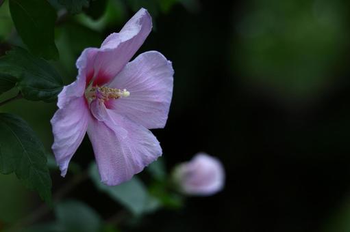 夏の茶室を彩る 夏の茶室を彩るの写真