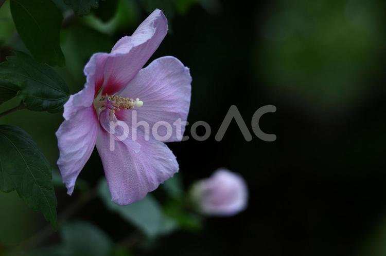 夏の茶室を彩る 木槿,花,アオイ科の植物の写真素材