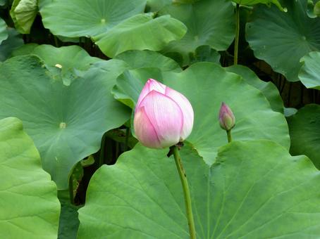 公園のハス園にて、まだツボミのハス 公園のハス園にて、まだツボミのハス ハス,花,植物の写真素材