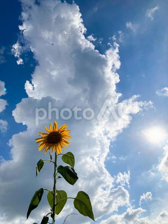夏　向日葵 空,景色,きれいの写真素材