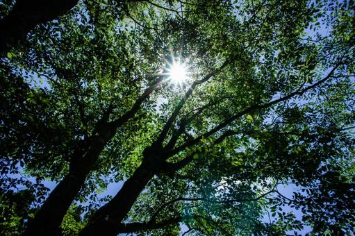Photo, ginkgo biloba, woods, forest, 