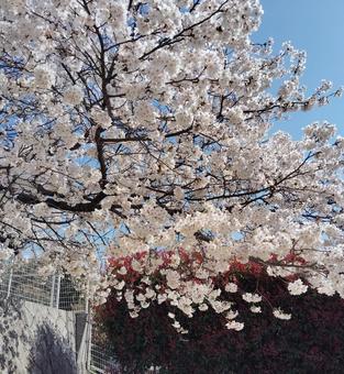 桜並木 桜,春,空の写真素材