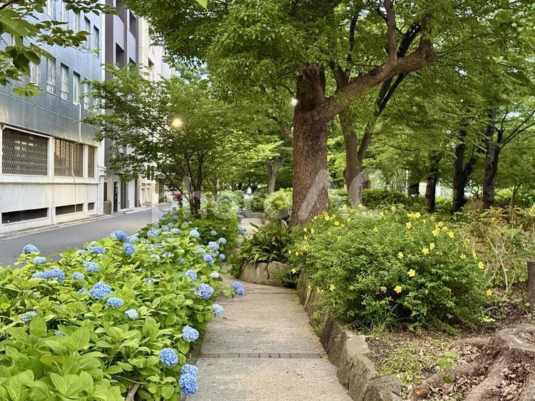 隅田公園　アジサイとキンシバイの道 キンシバイ,歩道,浅草の写真素材