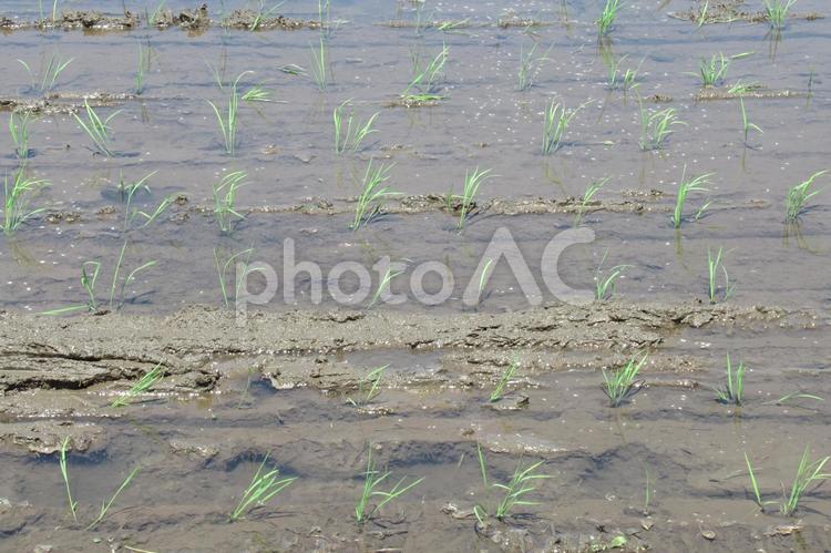 5月初旬、苗を植え終えた郊外の水田 水田,田んぼ,田植えの写真素材