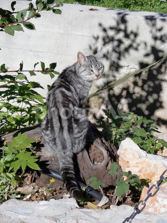 クロアチア　街のネコ 猫,ネコ,ねこの写真素材