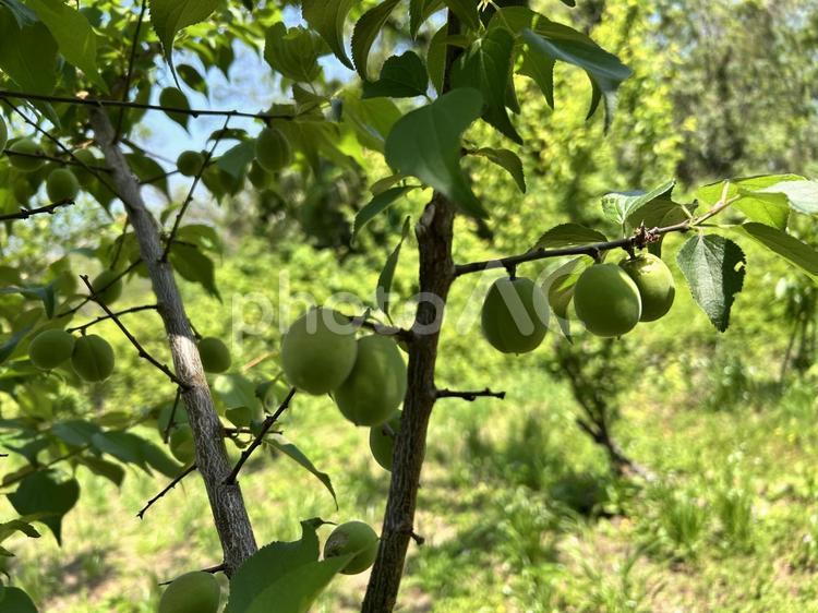 初夏の梅の実：青梅 梅,梅の木,実の写真素材
