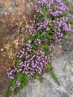 山の花 山の花の写真