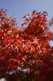 日中の相模湖公園のモミジ 日中,昼間,晴天の写真素材