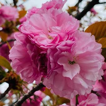 花 花の写真