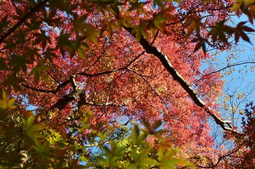 <秋のイメージ>紅葉 <秋のイメージ>紅葉の写真