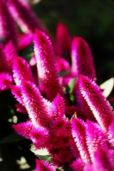 ケイトウの花の1 ケイトウの花の1の写真