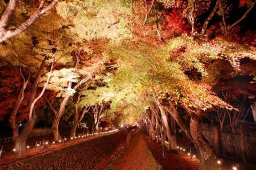 もみじ回廊 紅葉,もみじ,河口湖の写真素材