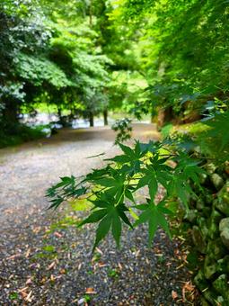 青紅葉輝く小道 青紅葉輝く小道 自然,景色,樹木の写真素材