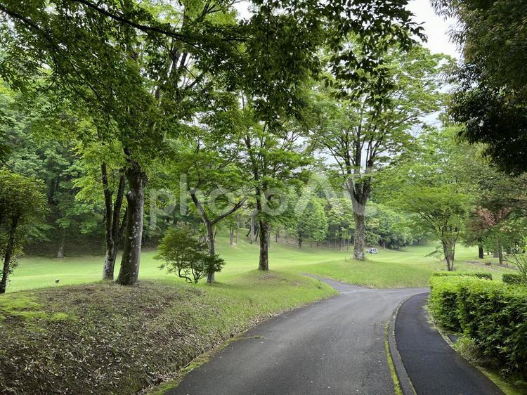 ゴルフ場のカート道と緑の風景 ゴルフ,道路,カート道の写真素材