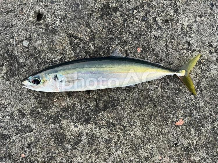 釣り　魚　ムロアジ 魚,釣り,魚類の写真素材