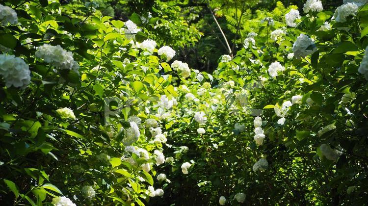 初夏の七沢森林公園・アジサイの花・厚木市 初夏,紫陽花,七沢森林公園の写真素材