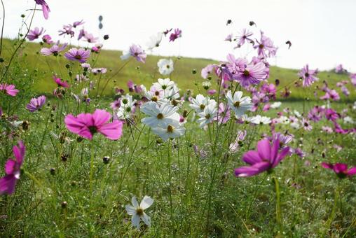 コスモスの咲く風景の写真