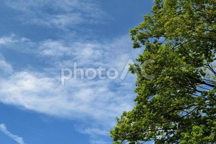 青空と樹木 青空,木,雲の写真素材