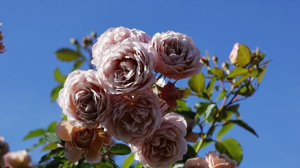 【花の写真】ばらの花 rose,植物,園芸の写真素材