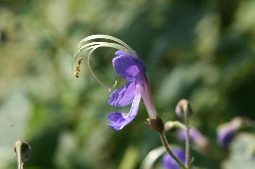 Photo, mountain grass, circadian inflorescence, bruising, 