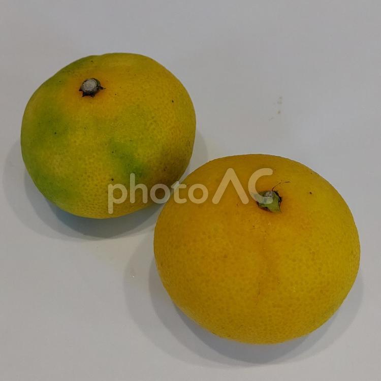 写真素材：熊本県産　早生みかん　2個 みかん,果物,冬の写真素材