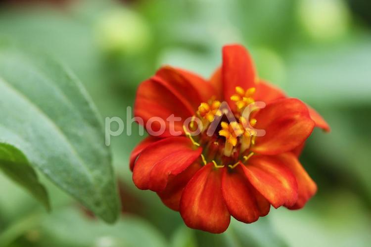 鮮やかな赤色のジニア（百日草）の花 ジニア,百日草,花の写真素材