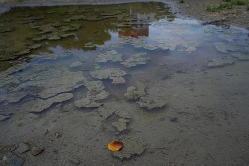 濁った水溜り 濁った水溜りの写真