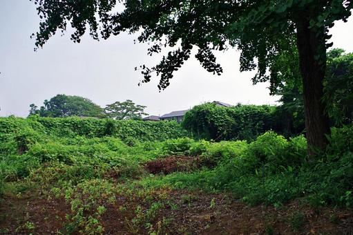 雑草に覆われた荒地 雑草に覆われた荒地 雑草,夏草,繁茂の写真素材