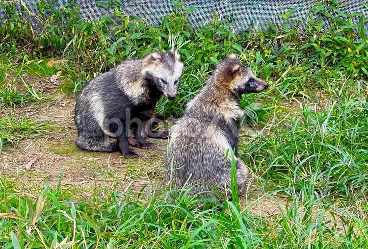 眠たそうなタヌキさん タヌキ,動物,生き物の写真素材